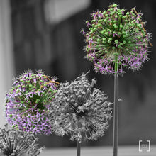 Load image into Gallery viewer, Alliums