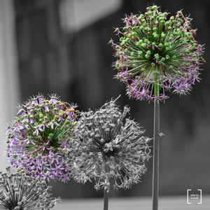 Alliums