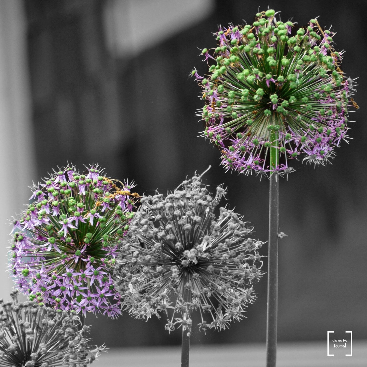 Alliums