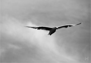 Bird in flight