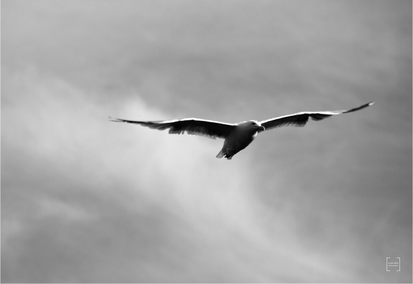 Bird in flight