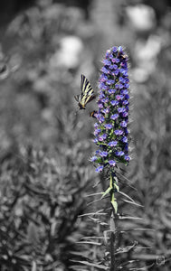 Echium Plant