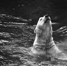 Load image into Gallery viewer, Tranced Polar Bear