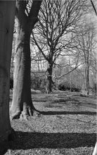 Load image into Gallery viewer, Trees in Keukenhof