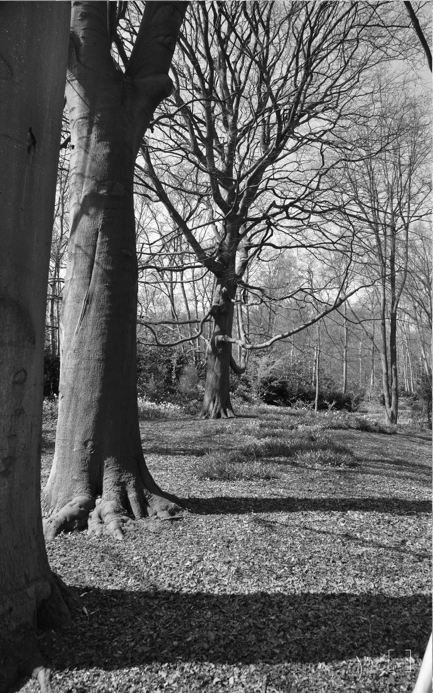 Trees in Keukenhof